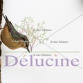 delucine-IMG 4944