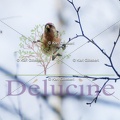 delucine-IMG 0044