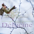 delucine-IMG 0053