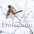 delucine-IMG 0054