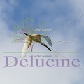 delucine-IMG 0847