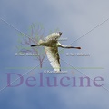 delucine-IMG 0876