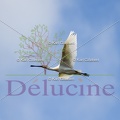 delucine-IMG 0956