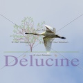 delucine-IMG 0957