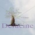delucine-IMG 1053