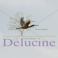 delucine-IMG 1085