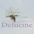 delucine-IMG 1087
