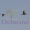delucine-IMG 1509