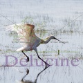 delucine-IMG 1983