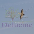 delucine-IMG 2250
