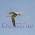 delucine-IMG 6360