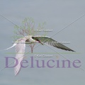 delucine-IMG 9836