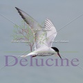 delucine-IMG 9838
