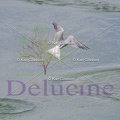 delucine-IMG 9857