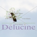 delucine-IMG 9720