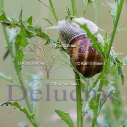 Mollusques