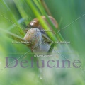delucine-IMG 3396