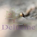 delucine-IMG 7647