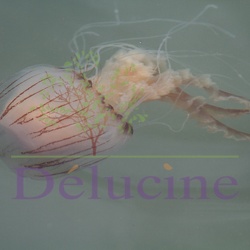 Méduse rayonnée - Chrysaora hysoscella