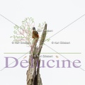 delucine-IMG 4353