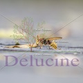 delucine-IMG 2456