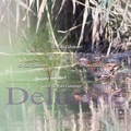 delucine-IMG 1064