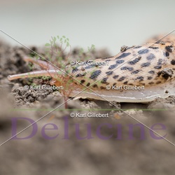 Limace léopard - Limax maximus