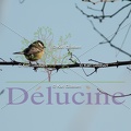 delucine-IMG 0886