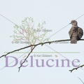 delucine-IMG 0680