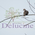 delucine-IMG 0677