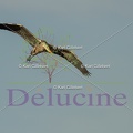 delucine-IMG 0881