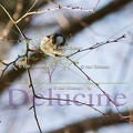 delucine-IMG 8930