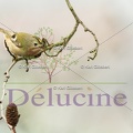 delucine-IMG 0352