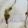 delucine-IMG 0392