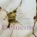 delucine-IMG 0394