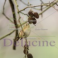 delucine-IMG 0415