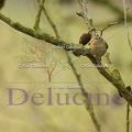 delucine-IMG 0461