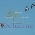 delucine-IMG 7480