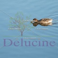 delucine-IMG 7719