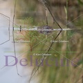 delucine-IMG 7367