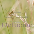 delucine-IMG 1209
