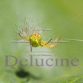 delucine-9493