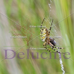 Arachnides