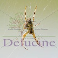 delucine-9101