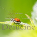 delucine-0698