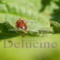 delucine-8635