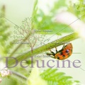 delucine-0767