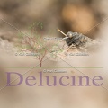 delucine-9168