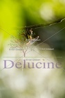 delucine-5775