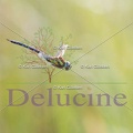 delucine-6981
